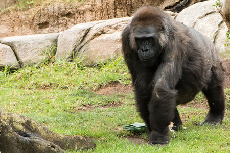 Jedna z nejstarších goril na světě, Vila, uhynula ve čtvrtek ve věku 60 let v zoologické zahradě v San Diegu.