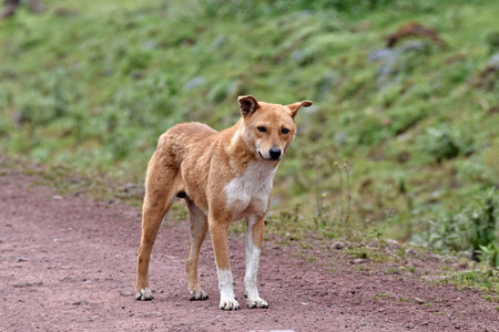 Zabíjení divokých nebo toulavých psů je považováno za kontroverzní a nepříliš efektivní řešení. Ilustrační snímek.