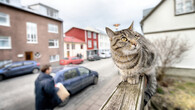 Kočka v Reykjavíku
