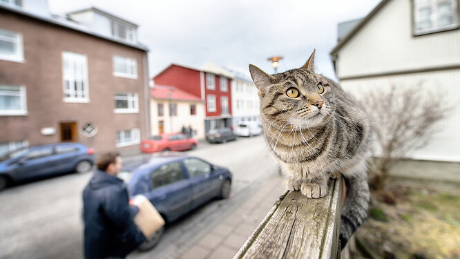 Postupně se rozšiřovalo penzum vědeckých poznatků o tom, co vlastně kočky na Islandu za poslední staletí způsobily. Hovořilo se o postupném vybíjení ptačích kolonií na útesech i šíření nejrůznějších parazitů a zoonóz.