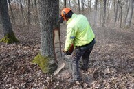 Veteranizace stromů v NP Podyjí. 