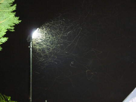 Lamp veřejného osvětlení jsou na ulicích evropských měst a vesnic miliony, a do noci září světlem celá lidská sídla. Lákají hmyz z okolní krajiny jako neodolatelný maják každou noc celá léta. / Ilustrační foto