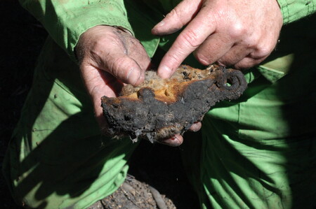 Uhořelá vakoveverka. Snímek je z australského státu Viktorie a byl pořízen při požárech v roce 2007.