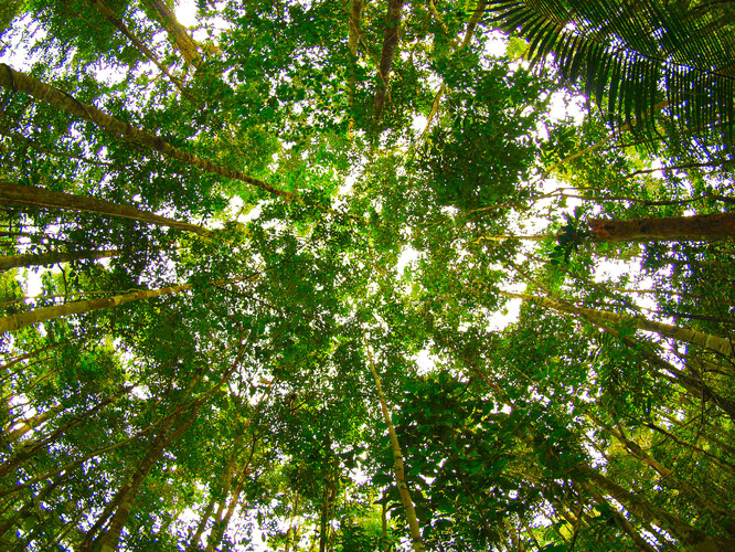 Koruny stromů v Amazonii.