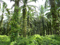 palmová plantáž 