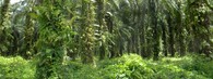 palmová plantáž