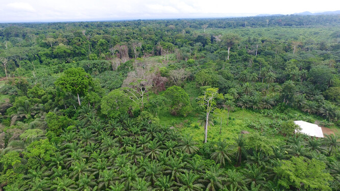 Plantáže palmy olejné pomalu ukusují původní prales. Papua, Indonésie. Ilustrační snímek.