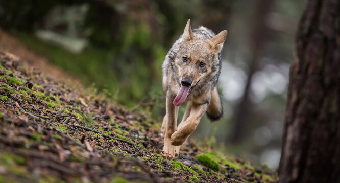 Trvalý výskyt vlků v Královéhradeckém kraji byl po 250 letech zaznamenán v roce 2015 u Adršpachu v západní části Broumovska, o rok později bylo potvrzeno rozmnožování. Ilustrační foto