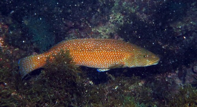 Ze zprávy není jasné, jestli se jednalo o pyskouna zelenkavého, nebo pyskouna Gouldova. Ze zprávy není jasné, jestli se jednalo o pyskouna zelenkavého, nebo pyskouna Gouldova.