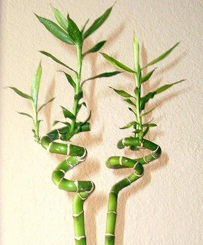 Kultivar ´Lucky Bamboo´, přezdívaný šťastný bambus lze pěstovat ve váze