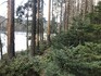 U Čertova jezera už čeká nová generace lesa, která bude hodně jedlová (a lýkožrout smrkový ji tedy nesežere...).