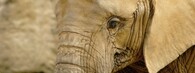 Slon africký v ZOO Zlín