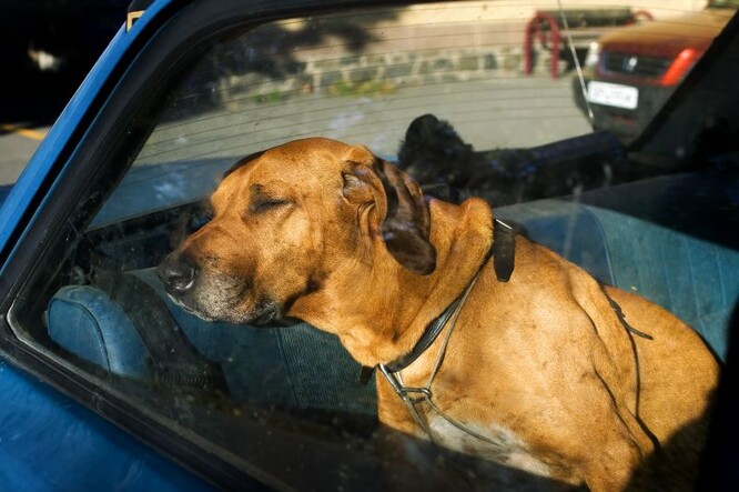 Auto je skleník. Na sluníčku v něm může teplota rychle narůst během pár minut. Nenechávejte své psy zamčené v autě.