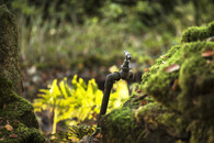 vodovodní kohoutek v lese