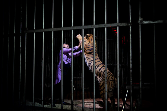 Drezúra tygrů v cirkuse. Ilustrační snímek.