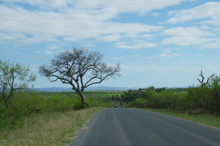 Jones vyčíslil, že 33 % stávajících chráněných území je pod intenzivním lidským tlakem, který prakticky znemožňuje naplnění funkce ochrany přírody.  Na ilustračním snímku silnice v africkém Kruger National Park.