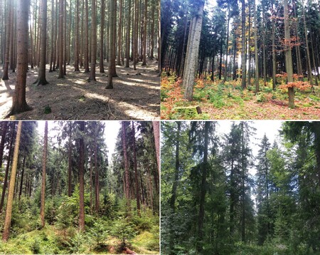 Vývoj přestavby lesního smrkového porostu ohroženého suchem na druhově pestrý a ploše diferencovaný porost.