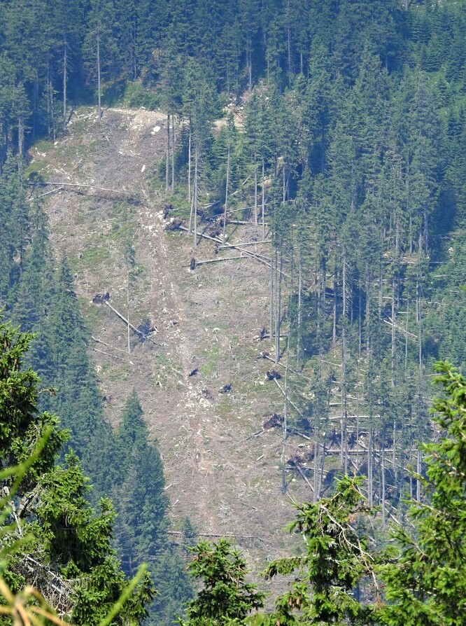 Rozsáhlá těžba a holina na strmých svazích Keprníku ve 2. zóně CHKO u hranice s NPR Šerák-Keprník. Po otevření porostní stěny dochází k vývratům dalších stromů.