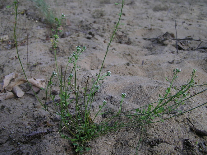 Typickou rostlinou otevřených písčin je silně ohrožená nahoprutka písečná.