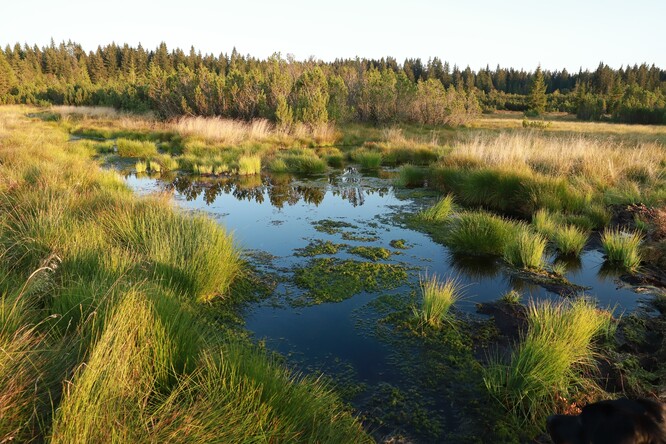Opětovné zavodnění rašeliniště Jezerní slať po zrušení kanálu. Opětovné zavodnění rašeliniště Jezerní slať po zrušení kanálu.