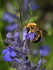 Včela stepnice je věrná svému jménu, vyhledává stepní biotopy. Díky údržbě vedení je nachází paradoxně i v lese. 