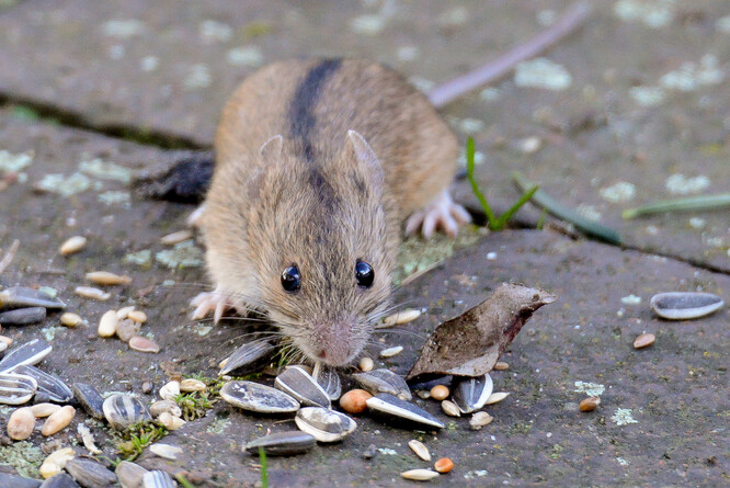 Myšice temnopásá. Po hřbetě se jí od hlavy až k ocasu táhne 2–3 mm široký tmavý pruh.