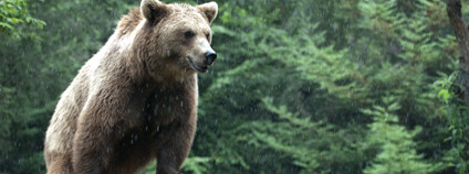 Medvěd hnědý v Pyrenejích Foto: Frédéric Salein Flickr