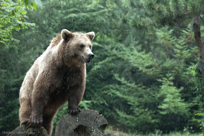 Medvěd hnědý v Pyrenejích ve Francii.