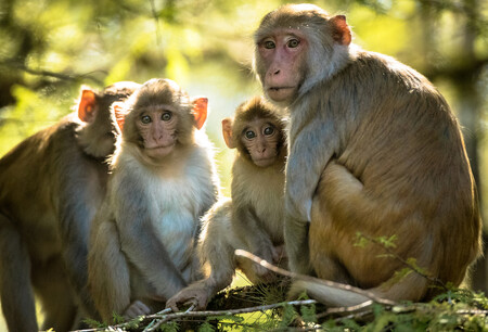 Jen na ostrůvku v Silver Spring je dnes 300 makaků. Ilustrační snímek