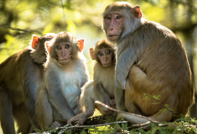 Zástupci PETA tvrdí, že v Thajsku našli osm míst, kde jsou makakové nuceni sbírat kosové ořechy určené na export do celého světa. Samci dokážou denně natrhat až 1000 kusů.