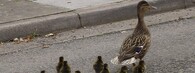 Kachna s mláďaty na silnici