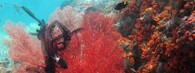 Korálový útes v Indonésii