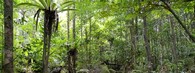 Deštný prales v Madagaskaru
