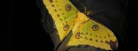 Madagaskarský motýl druhu Argema mittrei