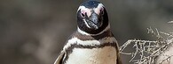 Tučňák magellanský na poloostrově Valdés v Argentině
