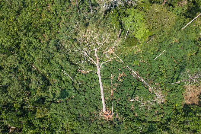 Úplné odlesnění je z družic dobře patrné, ale změny uvnitř lesa, který stále zůstává lesem, se z družic pozorují špatně. Na snímku pokácený strom sapeli v Konžské demokratické republice.