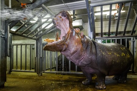 V pražské zoo uhynul hroch Slávek, jedna z největších celebrit v zahradě.