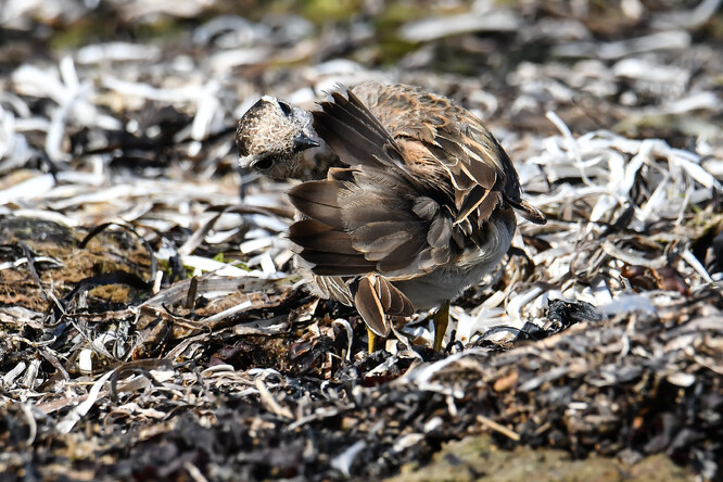 Kulík hnědý. Kulík hnědý.