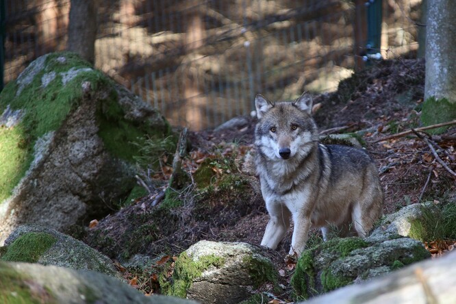 Vlk v Návštěvnickém centru Srní na Šumavě.