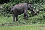 Slon sumaterský