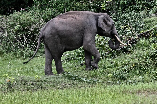 Podle indonéského ministerstva lesnictví a ochrany životního prostředí žije v současnosti na Sumatře kolem 2000 kusů slonů sumaterských. Stejně jako tygrům, orangutanům a nosorožcům jim  hrozí vyhynutí kvůli pytláctví a ničení jejich přirozeného prostředí.