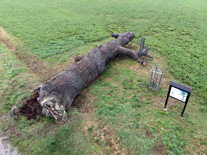 Žižkův dub u Loman. Na místě původního stromu byl zasazen nový, tozro starého bylo na místě ponecháno.