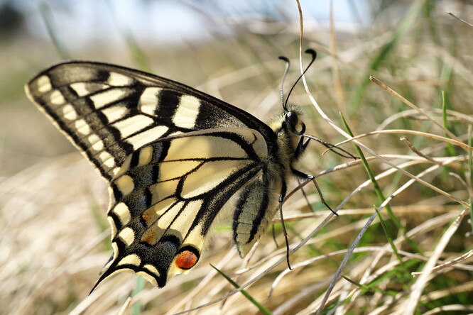 Otakárek fenyklový (Papilio machaon) je jedním z mála druhů denních motýlů, které u nás nejsou fakticky ohroženy.