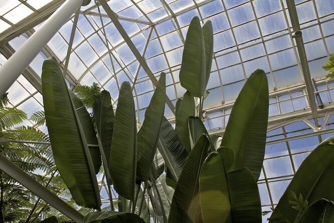 Strelície natalská. Ilustrační foto Strelície natalská. Ilustrační foto