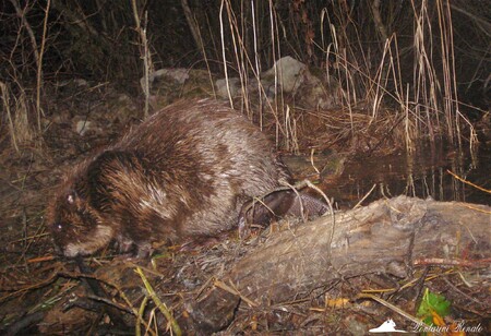 V lesích Tarvisiano, v kraji Furlánsko-Julském, zaznamenala letos v prosinci fotopast zdejších ochránců přírody velmi životaschopný exemplář bobra evropského.