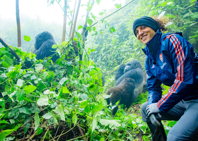 Selfie s gorilami horskými. Na snímku, pořízeném už v roce 2019, před vypuknutím epidemie Covid-19, se s gorilami horskými vyfotil obránce Arsenalu David Luiz. Ilustrační snímek.