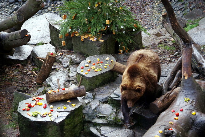Pro Český Krumlov jsou medvědi dlouholetou atrakcí, jejich vánoční krmení se pořádá už od roku 1988.