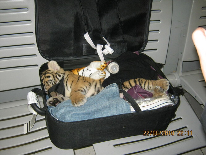 Tygří mládě nalezené v zavazadle na letišti v Bangkoku v roce 2010.