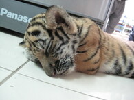 pašované mládě tygra