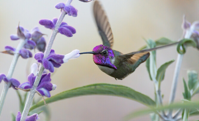 Jedním ze zkoumaných kolibříků byla kalypta kalifornská. Ilustrační snímek.
